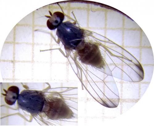 Palloptera sp.